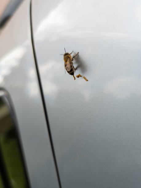 honey bee pooping on silver car at day light, close-up with selective focus live honey bee pooping on silver car at day light, close-up with selective focus. Shit Fly stock pictures, royalty-free photos & images