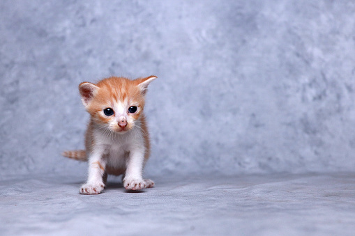 Portrait of a kitten on indoor shoot with abstract background - Stock photo