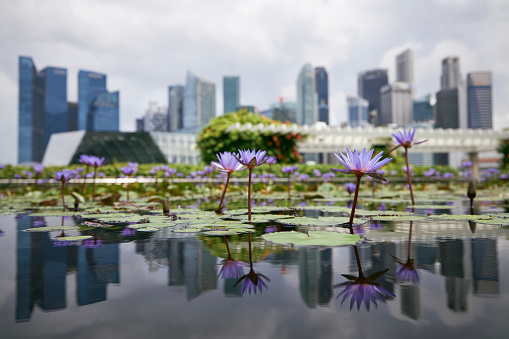 Close-up of blooming purple water lily against urban skyline, Singapore