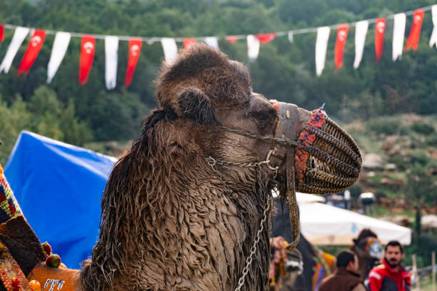 istock Camel head with mouth cover, side view 1406363820