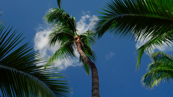 Palm branches against the blue sky , the nature of a tropical island, the bright sun on the seashore