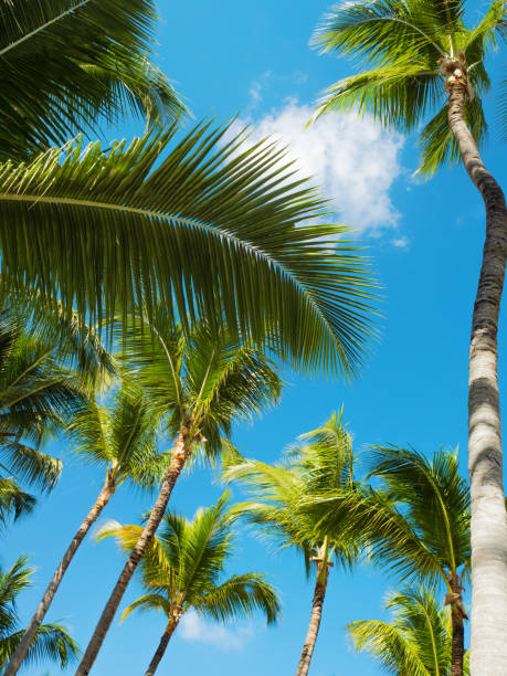 istock Palm branches against the sky. Dense palm thickets. Tropical island, 1406364851