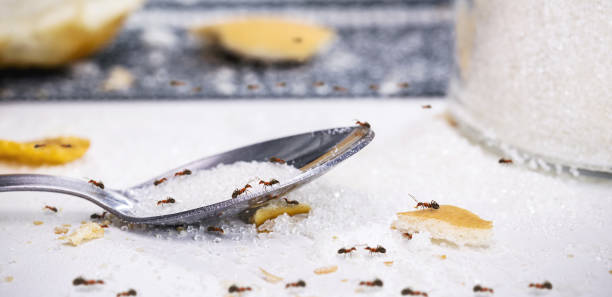 ants on sugar spoon on the table, insect infestation in the kitchen stock photo