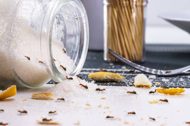 istock red ants eating sugar over messy table, ant infestation indoors 1406365255