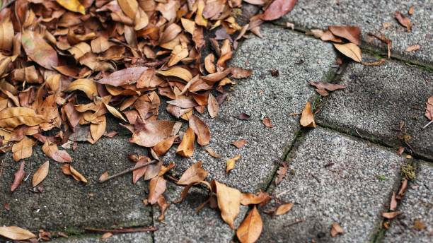 istock dry leaves piled up on the road paving blocks 1406365461