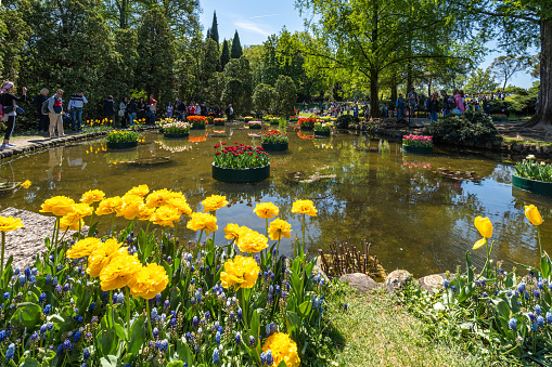 Valleggio sul Mincio, Italy, Apr. 2022 - The pond of Sigurtà Garden with colorful floating tulips