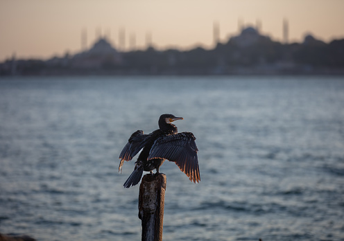 Great cormorant on the wood work by the Marmara sea\nwith Istanbul cityscape