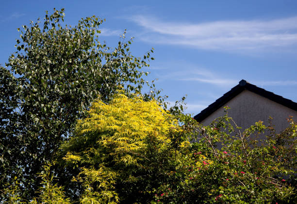 Sky and tree view from a suburban house garden