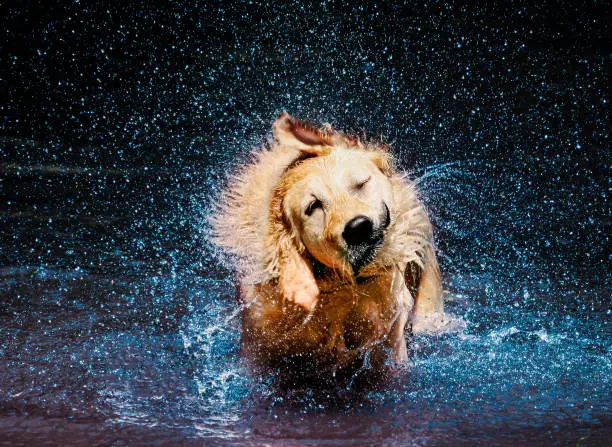 Golden Retriever shakes water off of her coat while standing in the water. Giant splash circle and back-lit water with focus on the face.
