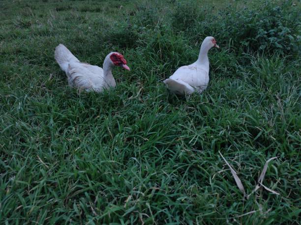 istock A pair of ducks on the green grass 1406369153