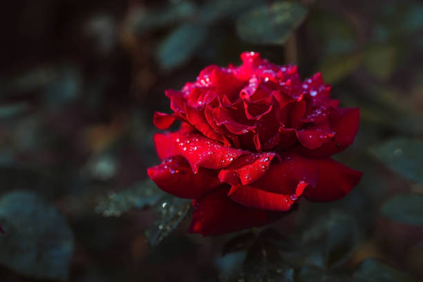 istock A red rose with raindrops at sunset. The background image is green-red. Natural, environmentally friendly natural background. A copy of the place for the text. 1406369277