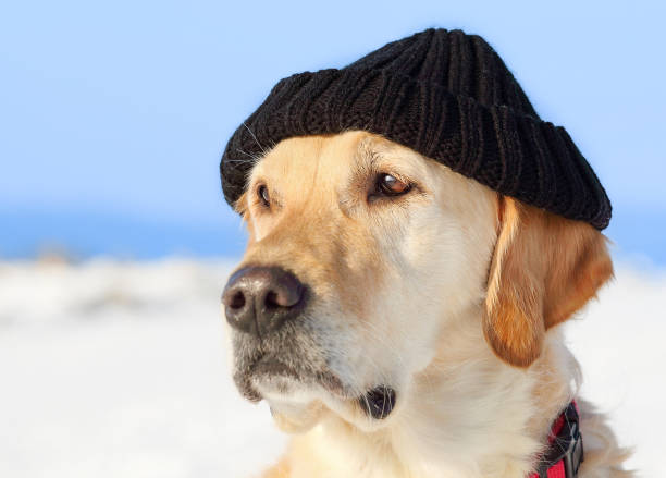 Golden Retriever dog wearing a hat as he sits in the snow
