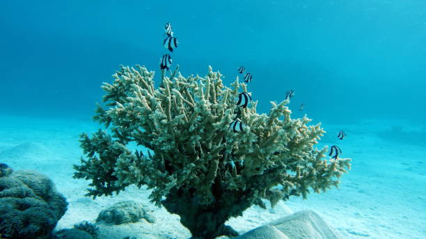 istock Beautiful fish on the Red Sea reef. 1406370387