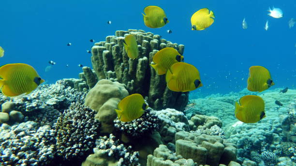 istock Beautiful fish on the Red Sea reef. 1406370426