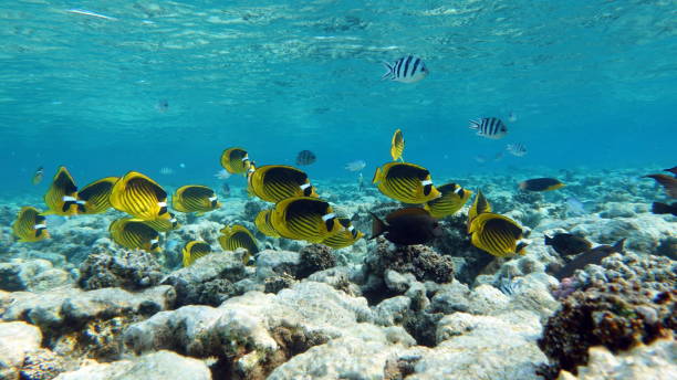 istock Beautiful fish on the Red Sea reef. 1406370437