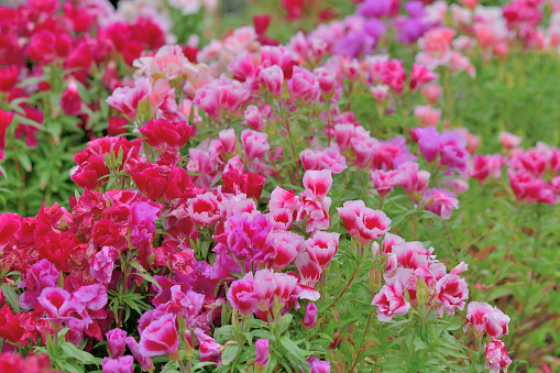 Godetia, also called Clarkia, Farewll-to-Spring, Satin flower, Summer’s darling, is an annual flowering plant, which produces cup-shaped flowers in clusters at the tip of strong stems. Flowers are white, red, pink, orange and purple colors. There are also double varieties.\nAs Godetia is also called “Farewell to Spring,” Codetia flowers come into their peak as soon as temperatures begin to rise at the start of summer.