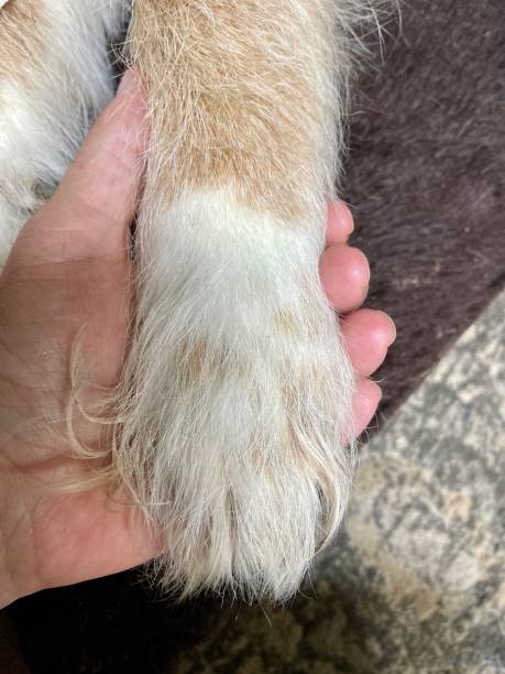 A woman’s hand holding a dog paw