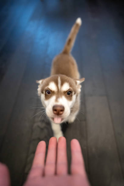 istock Siberian Husky puppy playing with his owner's hand 1406372407