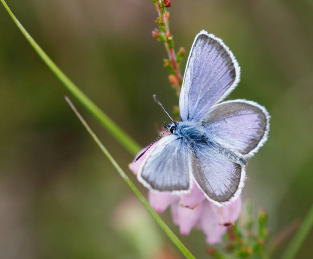 istock Silver-studded Blue Butterfly (Plebejus argus) Male 1406372503