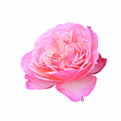 Rose blossom, from above, isolated, on white background. Light pink colored, flower head of a freshly cut garden rose, also known as China, Chinese or Bengal rose, Rosa chinensis, an ornamental plant.