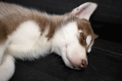 Siberian Husky puppy at home.