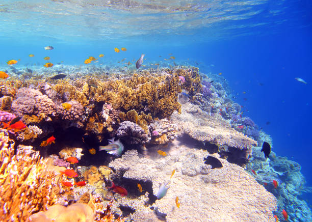 istock Coral and fish in the Red Sea 1406373833