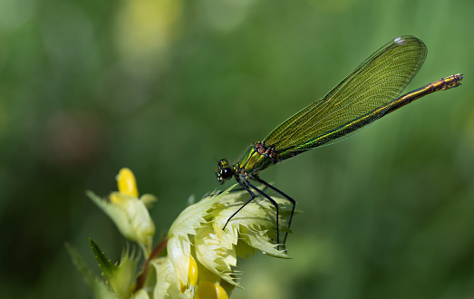 Close-up of a Green Banded Demoiselle (Calopteryx splendens) perched on a yellow flower. The background is green in nature.