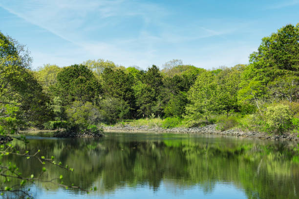 istock Nature pond and tree landscape marthas vineyard 1406374667