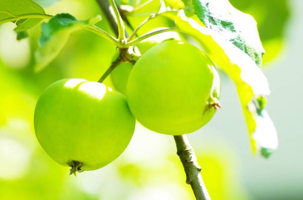 istock Green apples on a tree in sunshine 1406374847