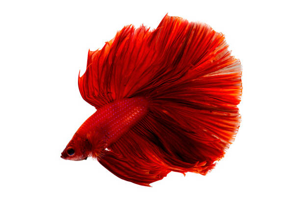 istock Super red betta fish. Siamese fighting fish isolated on white background. Thailand. 1406374946