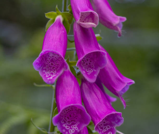 istock Purple Foxgloves close up 1406375877