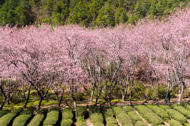 istock View of the Wuling Farm in Taichung, Taiwan. 1406376363