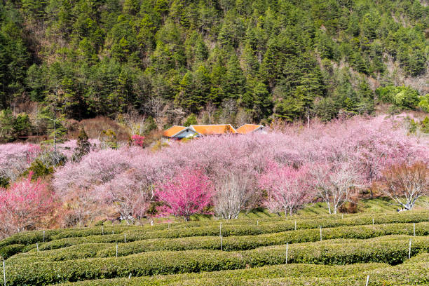 2.200+ Distretto Di Yoshino Nara Foto stock, immagini e fotografie