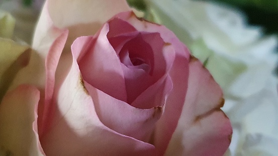Close up of pink rose in bouquet
