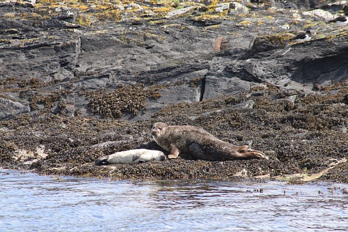 Seal and pup on rocks