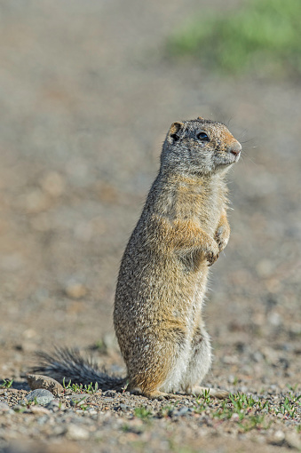 The Uinta ground squirrel (Urocitellus armatus) in Yellowstone National Park, Wyoming.