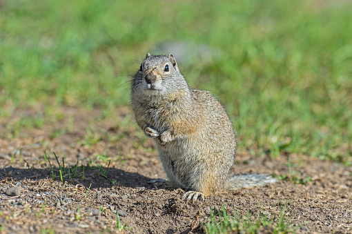 The Uinta ground squirrel (Urocitellus armatus) in Yellowstone National Park, Wyoming.