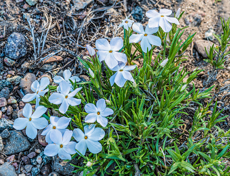 White phlox, Phlox multiflora. Yellowstone National Park, Wyoming.