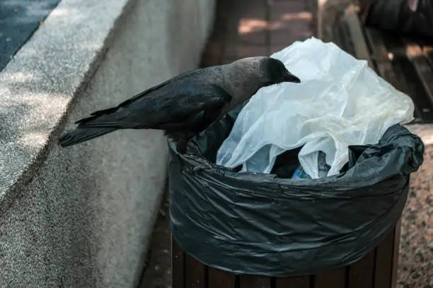 Carrion Crow or Corvus coronerows eating garbage from a trash bin and doing mess in the public park