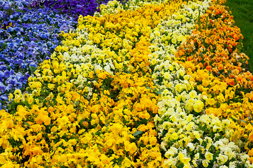 The pansies flowers densely growing in the park's bed formed a natural, colorful carpet