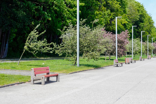 istock A boulevard with lots of trees and empty benches 1406377754