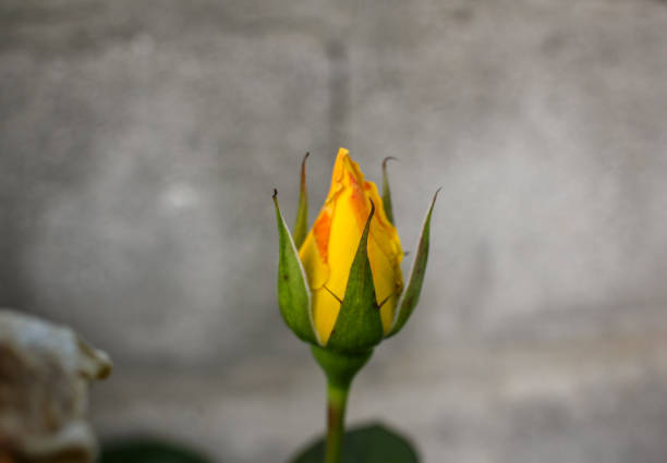 Rose blossom