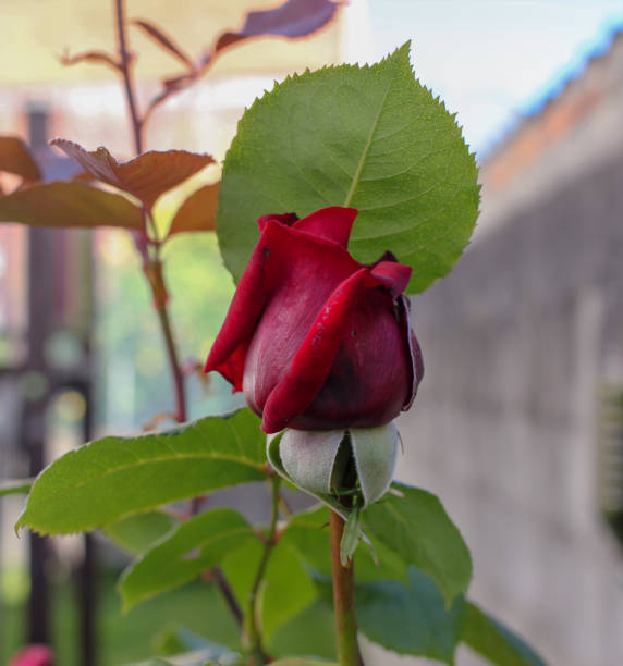 istock a single red rose in my garden 1406378597