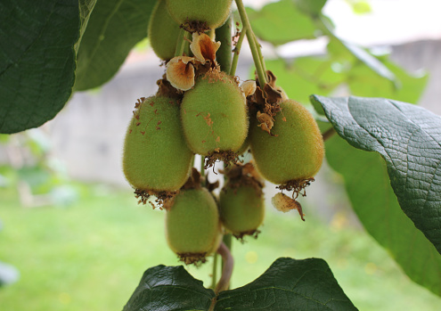 five little kiwis are growing fast in the kiwi tree that I have planted in my garden