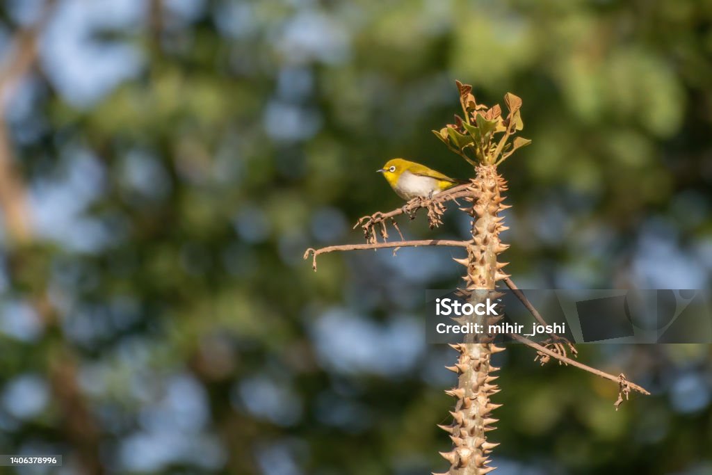 Indian white-eye (Zosterops palpebrosus), formerly the Oriental white-eye, observed in Bera Indian white-eye (Zosterops palpebrosus), formerly the Oriental white-eye, observed in Bera in Rajasthan, India Animal Stock Photo