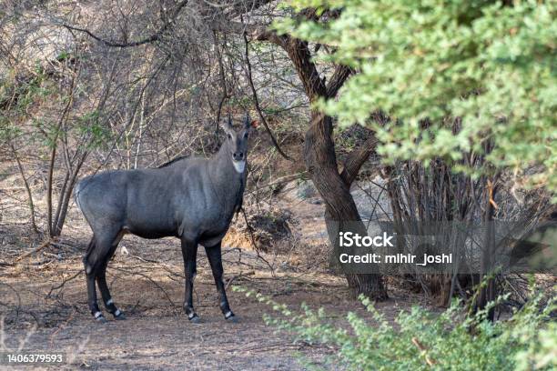 Male Nilgai Seen During The Safari At Jawai Near Bera Stock Photo - Download Image Now