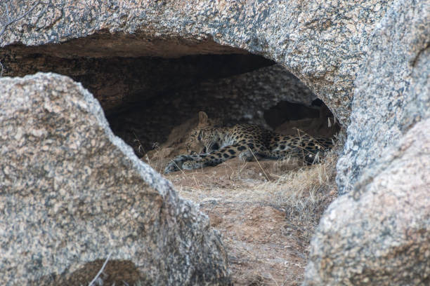 léopard se reposant dans une grotte à jawai près de bera au rajasthan - dormant volcano photos et images de collection