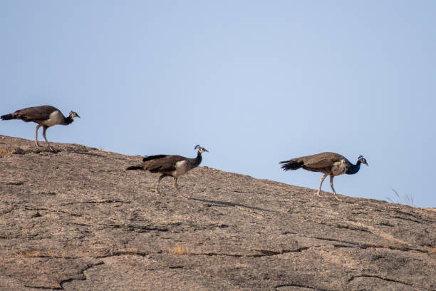 A group of peacocks walking on top of the granite hills at Bera A group of peacocks walking on top of the granite hills at Bera in Rajasthan, India ostentation stock pictures, royalty-free photos & images