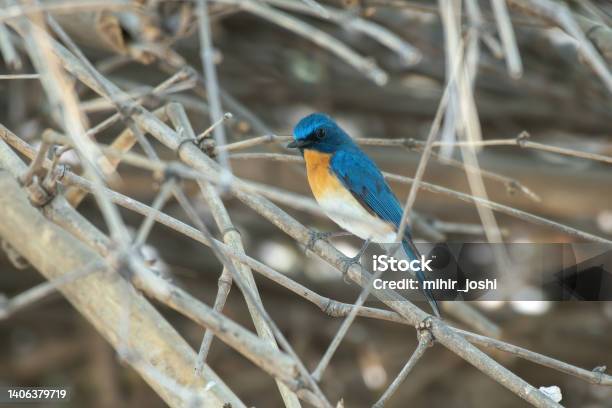 Tickells Blue Flycatcher Spotted In Bera Stock Photo - Download Image Now