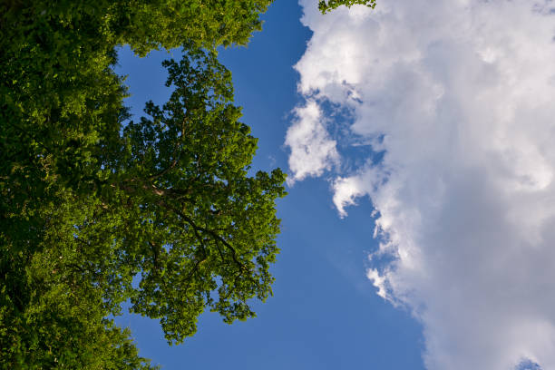 istock A great view up into the trees direction sky with beautiful clouds in june, Germany 1406379934